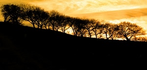 controluce, tramonto, alberi, giallo, nero, arancio, cielo, silhouette, piante