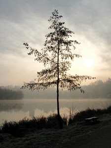 albero, acqua, lago, nebbia, erba, controluce, fiume, panchina, sole, riflesso, foschia