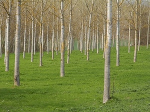 alberi, verde, erba, prato, rami, tronchi, bosco