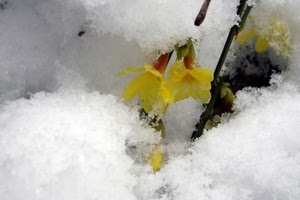 neve, giallo, fiori, bianco, inverno, petali, fiore
