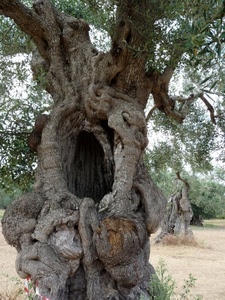 tronco, albero, ulivo, foglie, rami, contorto, campagna, buco, cavo