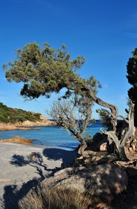 mare, albero, ombre, spiaggia, cielo, acqua, contorto, alberi