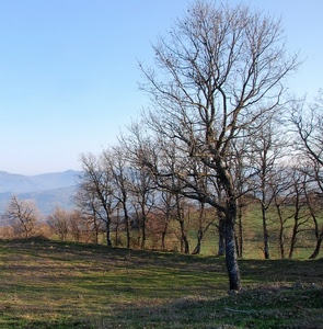 alberi, prato, rami, autunno, montagne, paesaggio, campagna, spogli, cielo