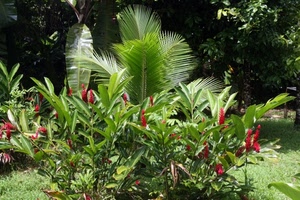 piante, fiori, verde, foglie, rosso, giardino