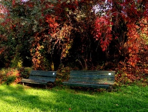 panchine, alberi, autunno, due, foglie, prato, verde, piante, erba, rosso