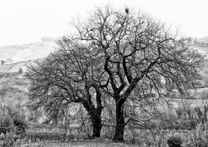 bianconero, alberi, rami, inverno, colline, spogli, paesaggio, neve