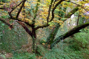 foglie, rami, alberi, verde, autunno, albero, piante, giallo, natura, bosco