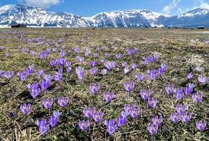 fiori, viola, montagne, neve, montagna, prato, campo, panorama