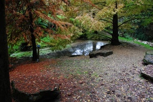 alberi, foglie, bosco, acqua, autunno, pietre, pozzanghera, rami, riflesso