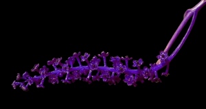 viola, ramo, nero, fiori, fiore, stelo, pianta