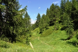 verde, alberi, sentiero, paesaggio, erba, natura, cielo, bosco, montagna, prato, pineta