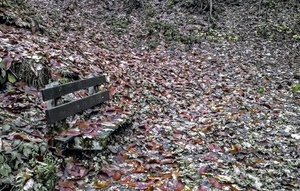 foglie, panchina, legno, autunno, secche, bosco