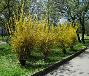giallo, fiori, piante, verde, alberi, erba, cespugli, arbusti, giardino