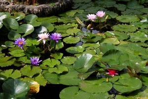 foglie, fiori, verde, acqua, viola, ninfee, stagno, piante