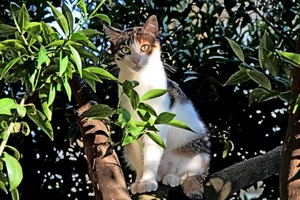 foglie, gatto, albero, rami, occhi, animale, verde, micio, felino, orecchie, zampe