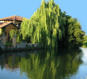 riflesso, salice, fiume, acqua, verde, lago, albero, alberi, pianta, casa, cielo