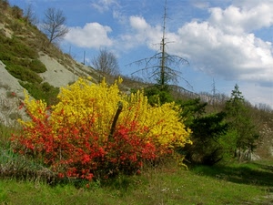 giallo, rosso, fiori, alberi, nuvole, cespuglio, cielo, erba, verde, piante