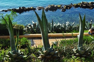 piante, mare, scogli, acqua, verde, tre, agave, scogliera
