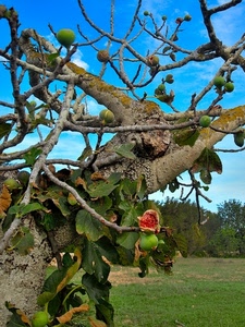fichi, foglie, verde, albero, frutti, frutta, fico, rami, alberi
