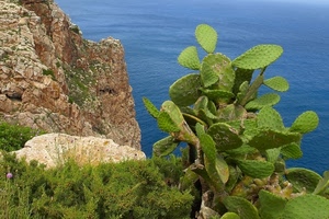 mare, pianta, verde, roccia, cactus, spine, rocce, grassa, fico, piante, scogliera