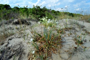 sabbia, verde, fiori, piante, bianco, cielo, fiore, erba, spiaggia