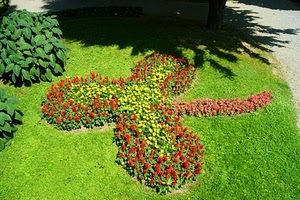 fiori, aiuola, prato, verde, ombra, erba, piante, trifoglio, giardino