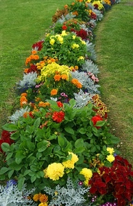 fiori, verde, aiuola, erba, foglie, giallo, colori, piante, prato, rosso, multicolore, curva, aiuole, natura, giardino