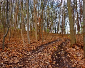 foglie, alberi, bosco, autunno, tronchi, strada, rami, viale