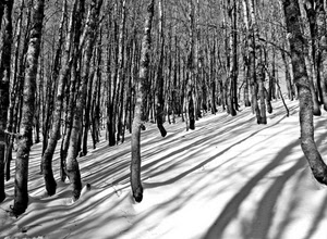 neve, alberi, inverno, bosco, bianconero, ombre, rami, bianco