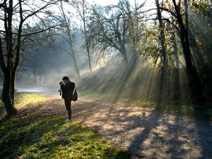 fotografo, raggi, alberi, sole, luce, nebbia, ombre, bosco