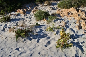 sabbia, verde, erba, piante, pietre, spiaggia, sassi, rocce, orme, cespugli, arbusti, grigio