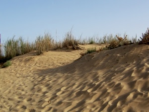 sabbia, erba, cielo, ombre, dune, duna, spiaggia, piante, orme