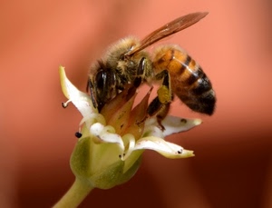 ape, fiore, insetto, ali, macro, zampe, giallo, petali, sfondo, verde, nero, sfocato