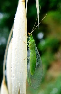 verde, antenne, ali, insetto, zampe, pianta, macro, occhi, mantide, bianco, occhio, cavalletta