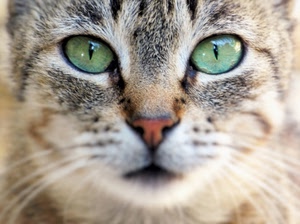 gatto, occhi, naso, baffi, animale, verdi, felino, muso, pelo, verde, sfocato, ritratto, vibrisse