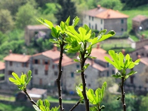 foglie, case, verde, fico, rami, tetti, pianta, sfocato, alberi