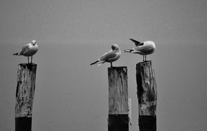 pali, tre, uccelli, bianconero, gabbiani, mare, legno