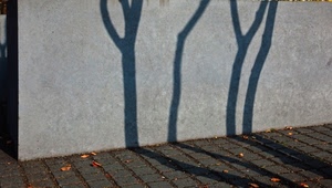 muro, alberi, foglie, ombre, pavimento, tronchi, grigio, rami, autunno, ombra