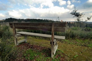 panchina, nuvole, legno, erba, cielo, alberi, piante