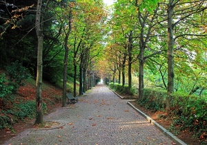 alberi, verde, viale, foglie, prospettiva, panchina, parco, porfido, autunno, rami, selciato