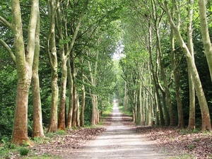 alberi, viale, foglie, verde, rami, prospettiva, bosco, strada, tronchi