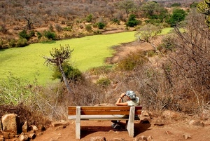 panchina, alberi, verde, persona, prato, cespugli, pietre, panorama, paesaggio, lago, legno