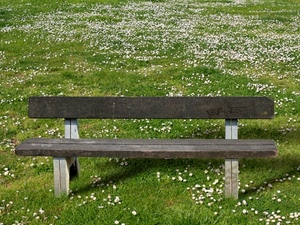 panchina, prato, fiori, margherite, legno, erba, verde, bianco