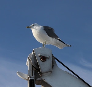 gabbiano, cielo, becco, carrucola, bianco, ali, uccello, azzurro, cavo
