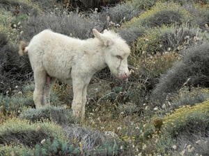 bianco, asino, erba, animale, pelo, cucciolo, piccolo, fiori, orecchie, muso, campo