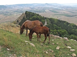 cavalli, erba, alberi, verde, marrone, prato, colline, due, pascolo, pietre, strada, bosco, panorama, sassi, animali, criniera, collina, statua, campagna, paesaggio, montagna, zampe