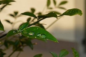 gocce, foglie, verde, rugiada, acqua, macro, sfocato, pianta