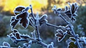 foglie, inverno, rami, bianco, brina, gelo, giallo, ghiaccio, sfocato, freddo, macro, rametti