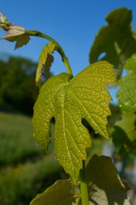verde, foglia, gocce, cielo, vite, foglie, ramo, azzurro, acqua