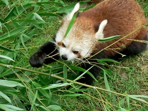 animale, verde, erba, pelo, orecchie, foglie, muso, zampe, rami, piante